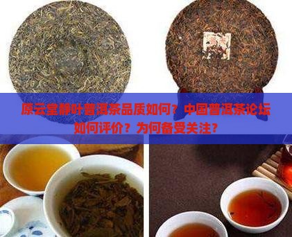 中国普洱茶论坛原云堂静叶 中国普洱茶论坛原云堂静叶