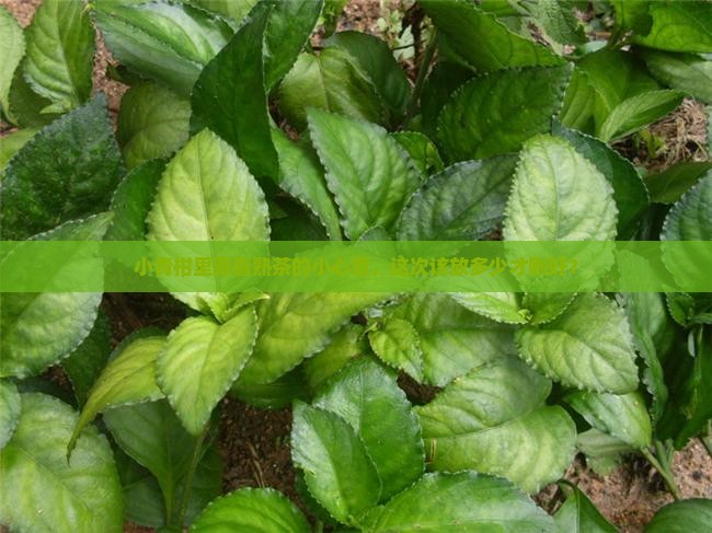 普洱茶冲泡投茶量小青柑普洱熟茶