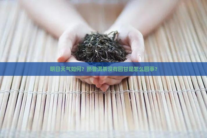 明日天气熟普洱茶没有回甘
