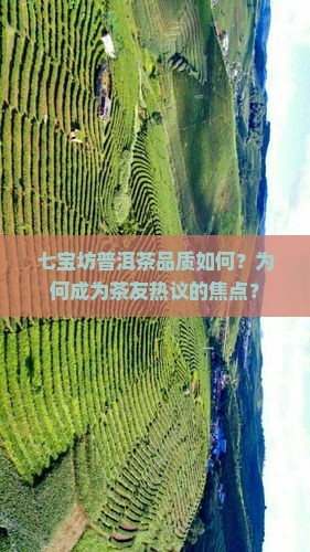七宝坊普洱茶怎么样好不好