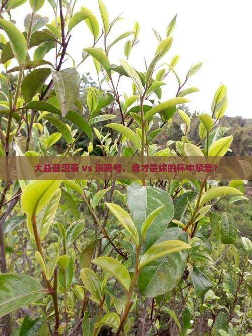 大益普洱茶和瑞聘号