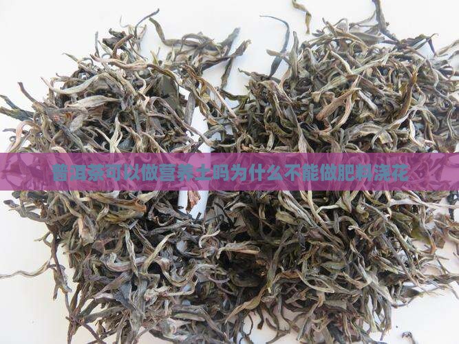 普洱茶可以做营养土吗为什么
