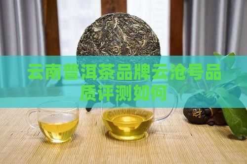 云沧号普洱茶怎么样