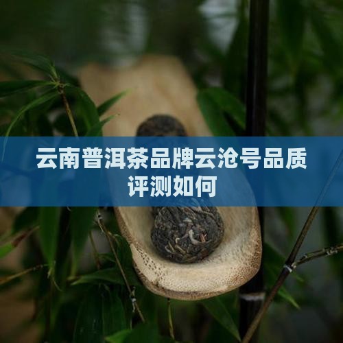 云沧号普洱茶怎么样