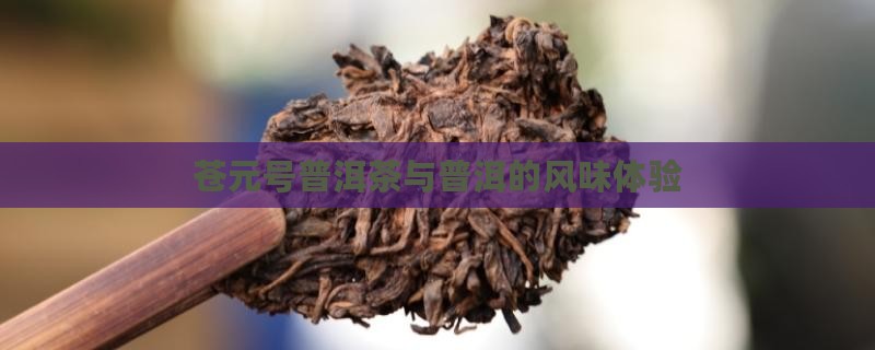 苍元号普洱茶怎么样