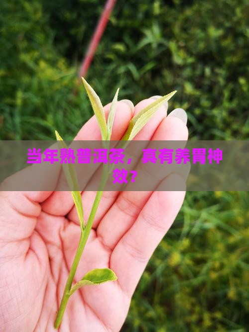 当年熟普洱茶能养胃吗