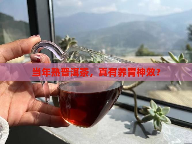 当年熟普洱茶能养胃吗