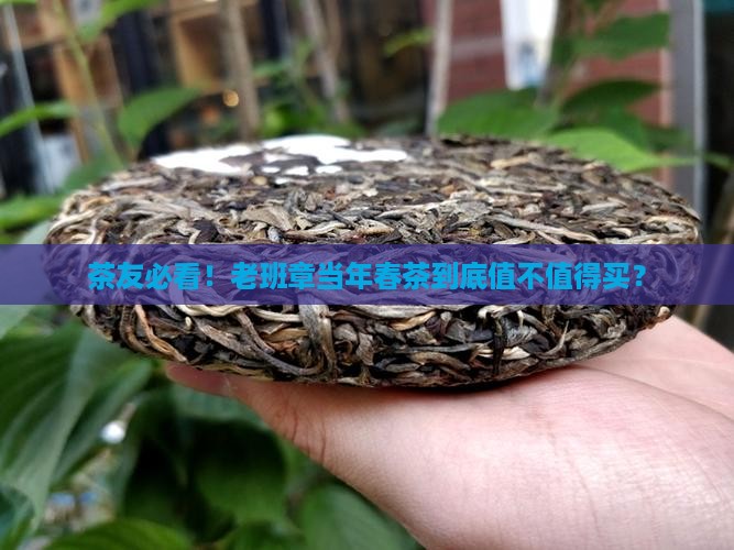 老班章当年春茶