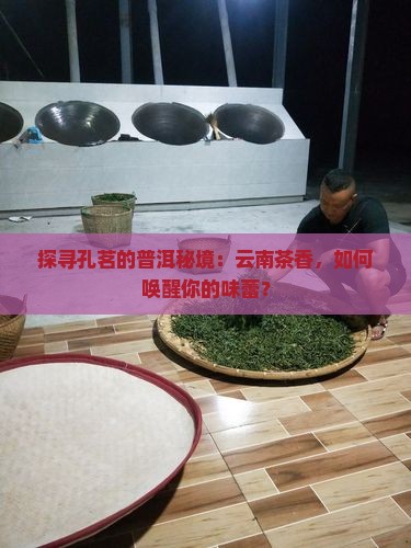 孔茗云南普洱茶