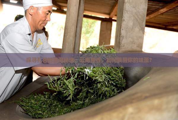 孔茗云南普洱茶