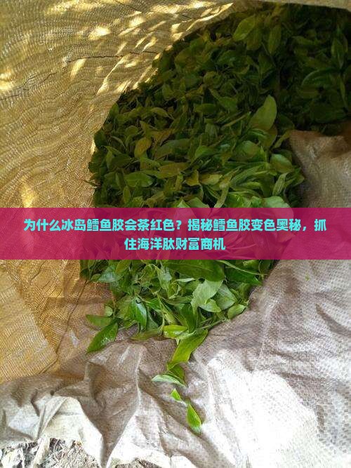 冰岛鳕鱼胶为什么会茶红色