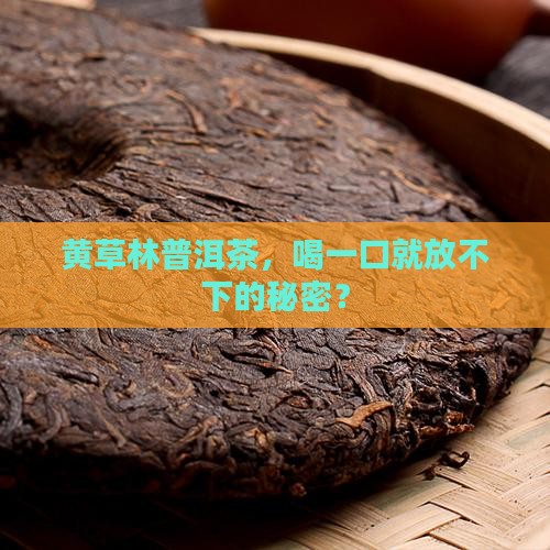 黄草林普洱茶的特点