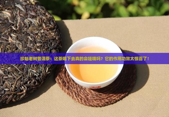 珍魁老树普洱茶的作用功效