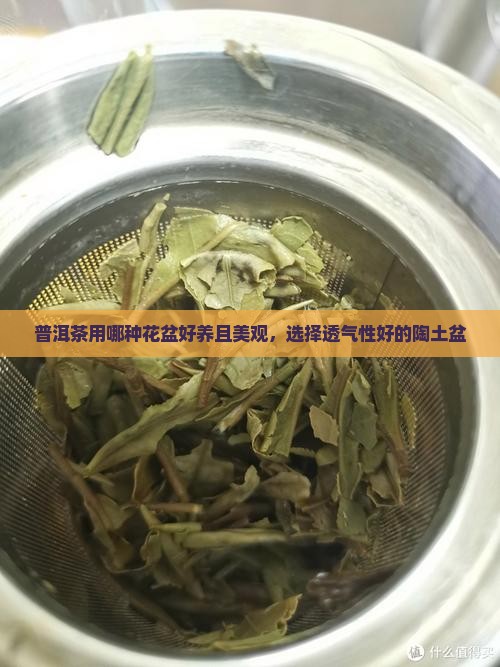 普洱茶用哪种花盆好