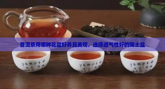 普洱茶用哪种花盆好