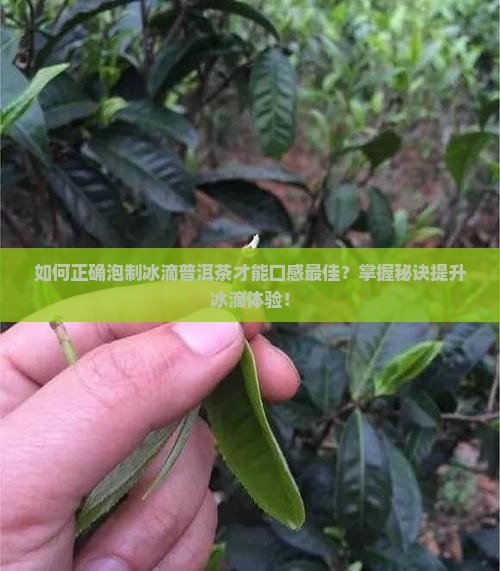 冰滴普洱茶怎么泡才好喝 冰滴普洱茶怎么泡才好喝