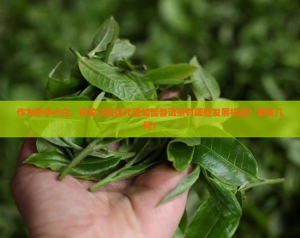 黑龙江普洱茶代理加盟前景 黑龙江普洱茶代理加盟前景