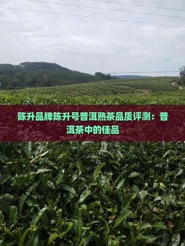 陈升号熟茶怎么样
