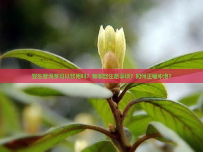 野生普洱茶可以饮用吗