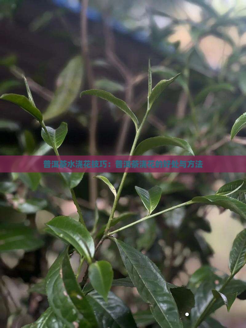 普洱茶浇什么花好