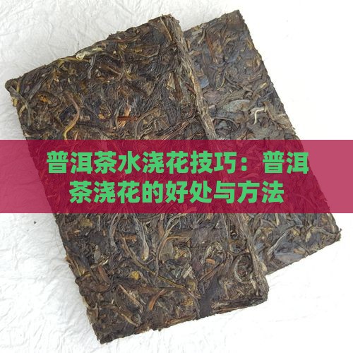 普洱茶浇什么花好