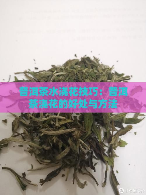 普洱茶浇什么花好