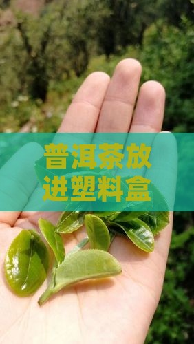 普洱茶用塑料盒装可以吗