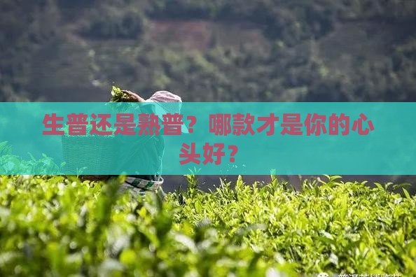 普洱茶生熟普哪个好