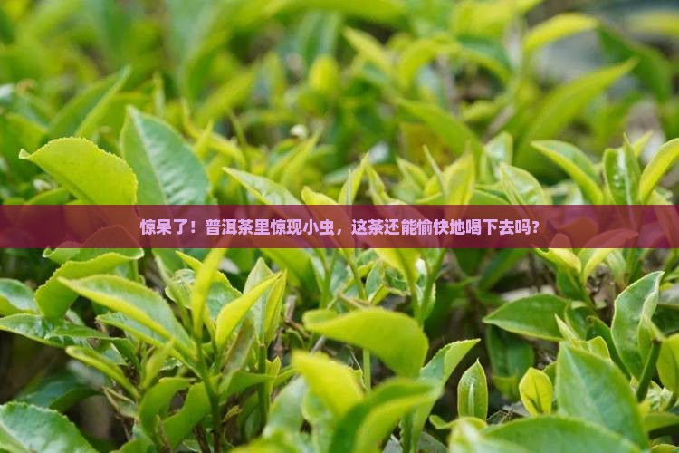 密封的普洱茶有虫子吗还能喝吗