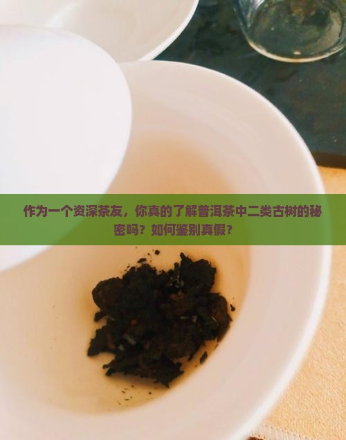 普洱茶二类古树什么意思 普洱茶二类古树什么意思
