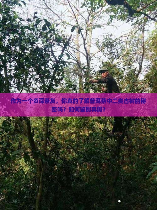 普洱茶二类古树什么意思 普洱茶二类古树什么意思