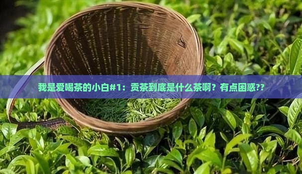 贡茶是属于什么茶