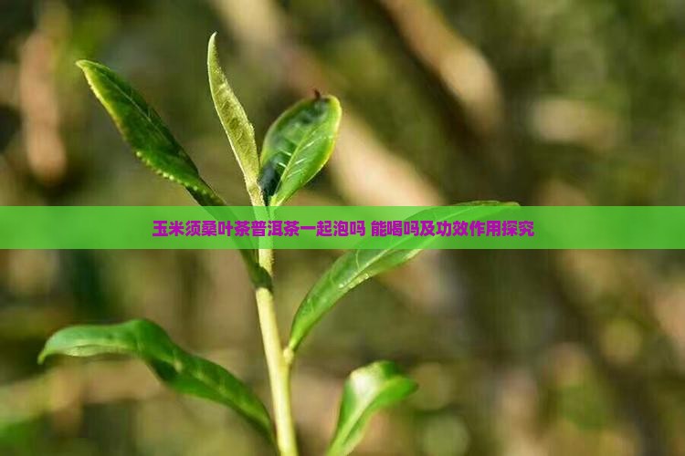 玉米须桑叶茶普洱茶一起泡吗