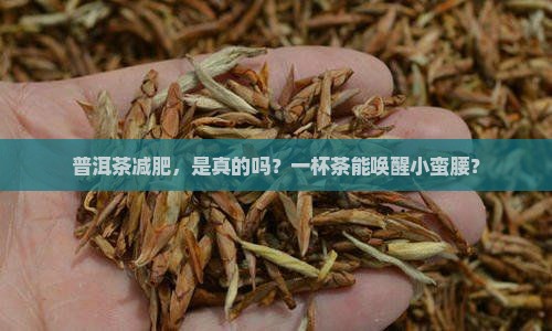 普洱茶减肥茶效果怎么样