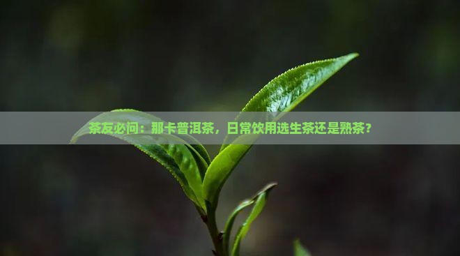 那卡普洱茶是生茶还是熟茶