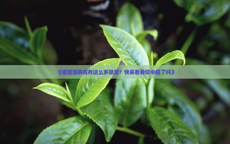 喝普洱茶的禁忌