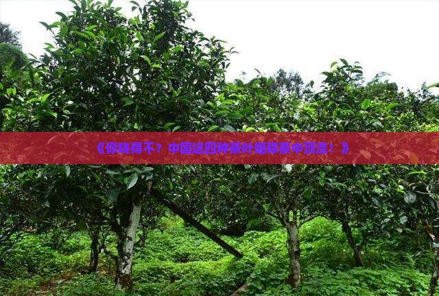 中国四大名茶叶