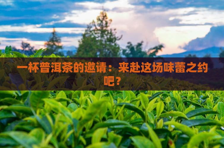 请你喝一杯普洱茶舞