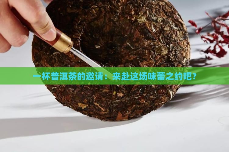请你喝一杯普洱茶舞