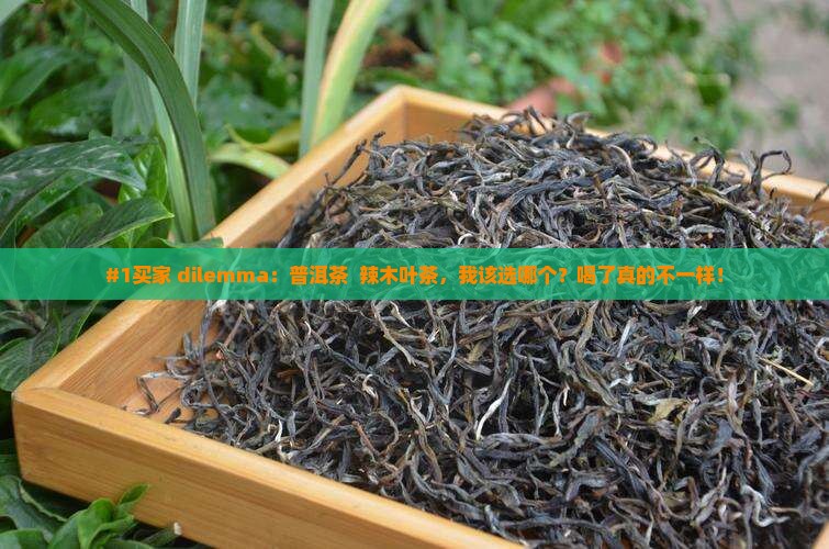 普洱茶和辣木叶茶哪个好