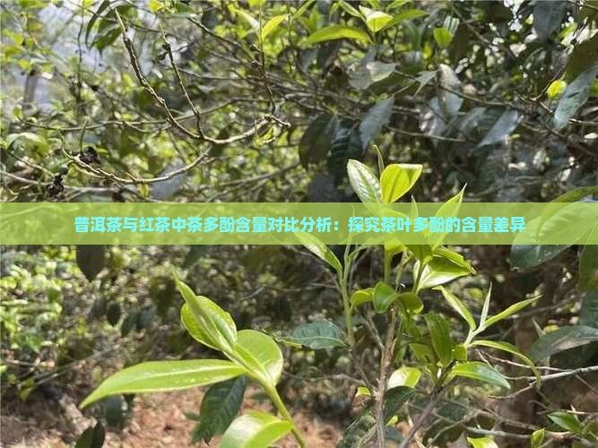 红茶和普洱茶的茶多酚含量