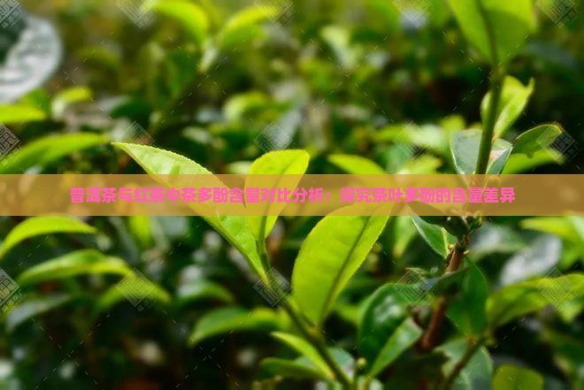 红茶和普洱茶的茶多酚含量