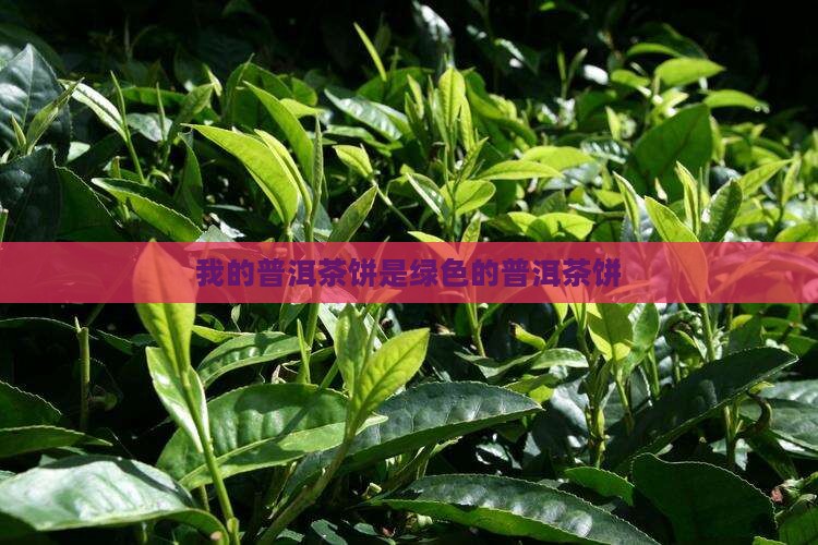 我的普洱茶饼是绿色的