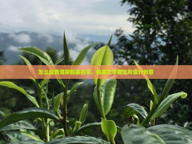 怎么起普洱茶包装名字