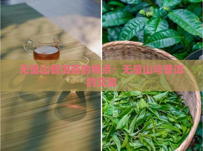 无量山茶的特性