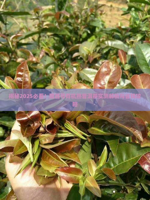 隆昌号有机熟普洱茶