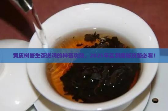 黄皮树寄生茶煲鸡功效