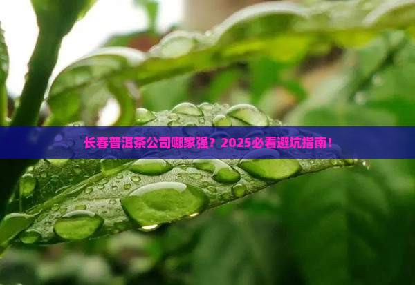 长春普洱茶公司有哪些地方 长春普洱茶公司有哪些地方