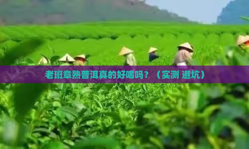 老班章熟普洱口感