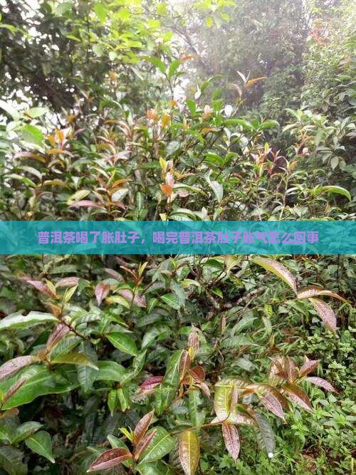 普洱茶喝了胀肚子